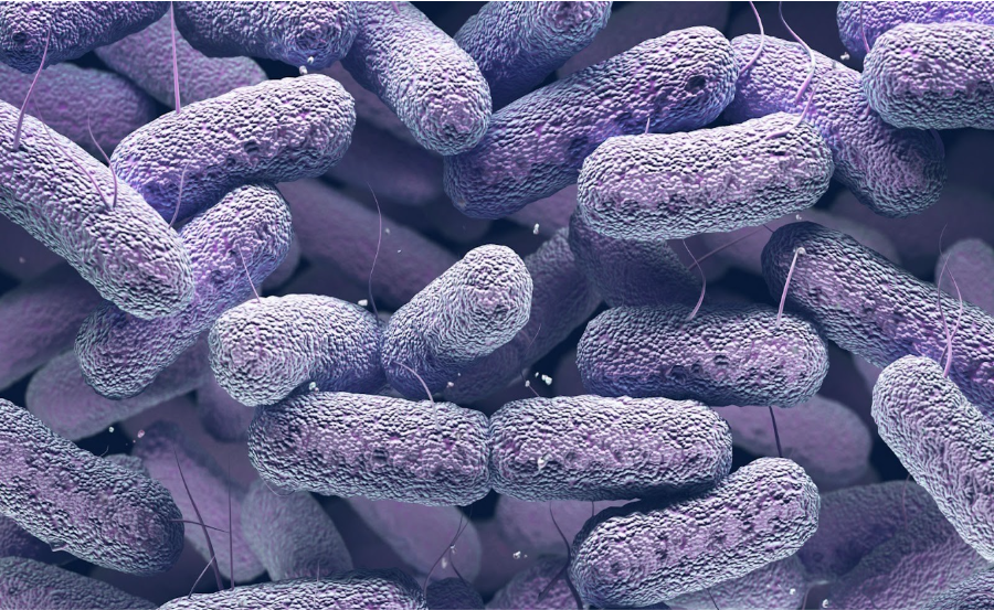 Bacterias enterobacteriáceas, presentes en el intestino. Source: Envato